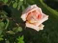 White rose flower in sunshine